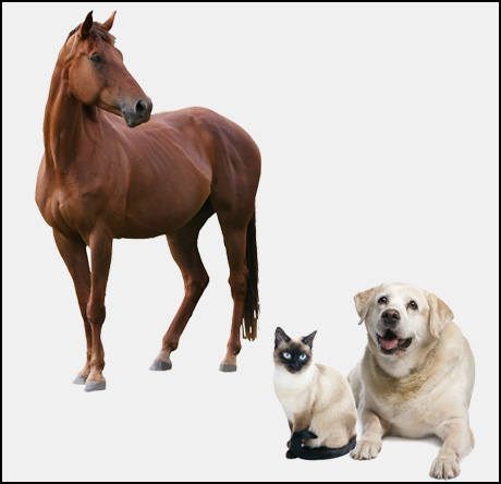 Laser Therapy for Dogs, Cats, Horses